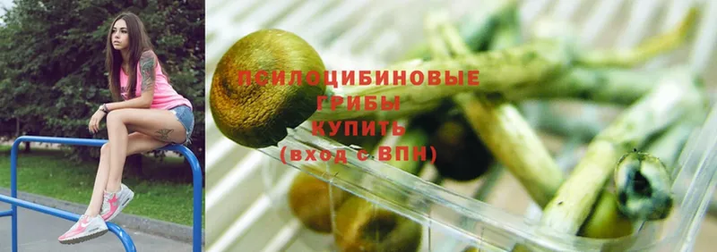 Псилоцибиновые грибы Cubensis  Ясногорск 